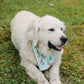 A white dog lying on green grass wearing a light blue bandana with a festive red and green pattern.