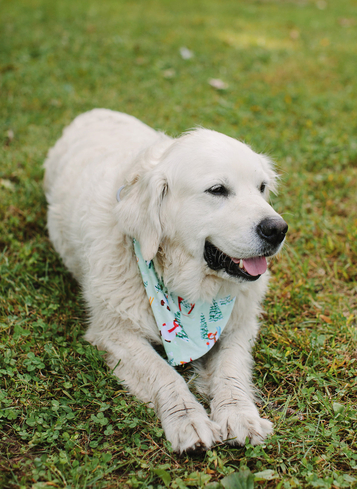 A white dog lying on green grass wearing a light blue bandana with a festive red and green pattern.