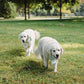 Two white dogs running on a grassy park lawn, each wearing a light blue bandana with a small floral print.