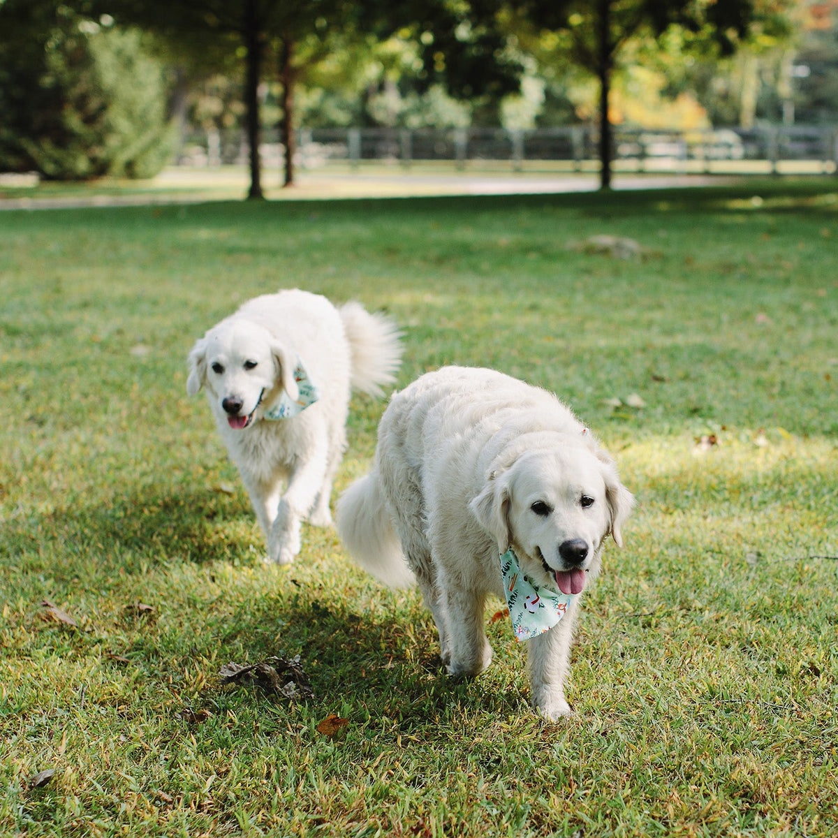 Two white dogs running on a grassy park lawn, each wearing a light blue bandana with a small floral print.